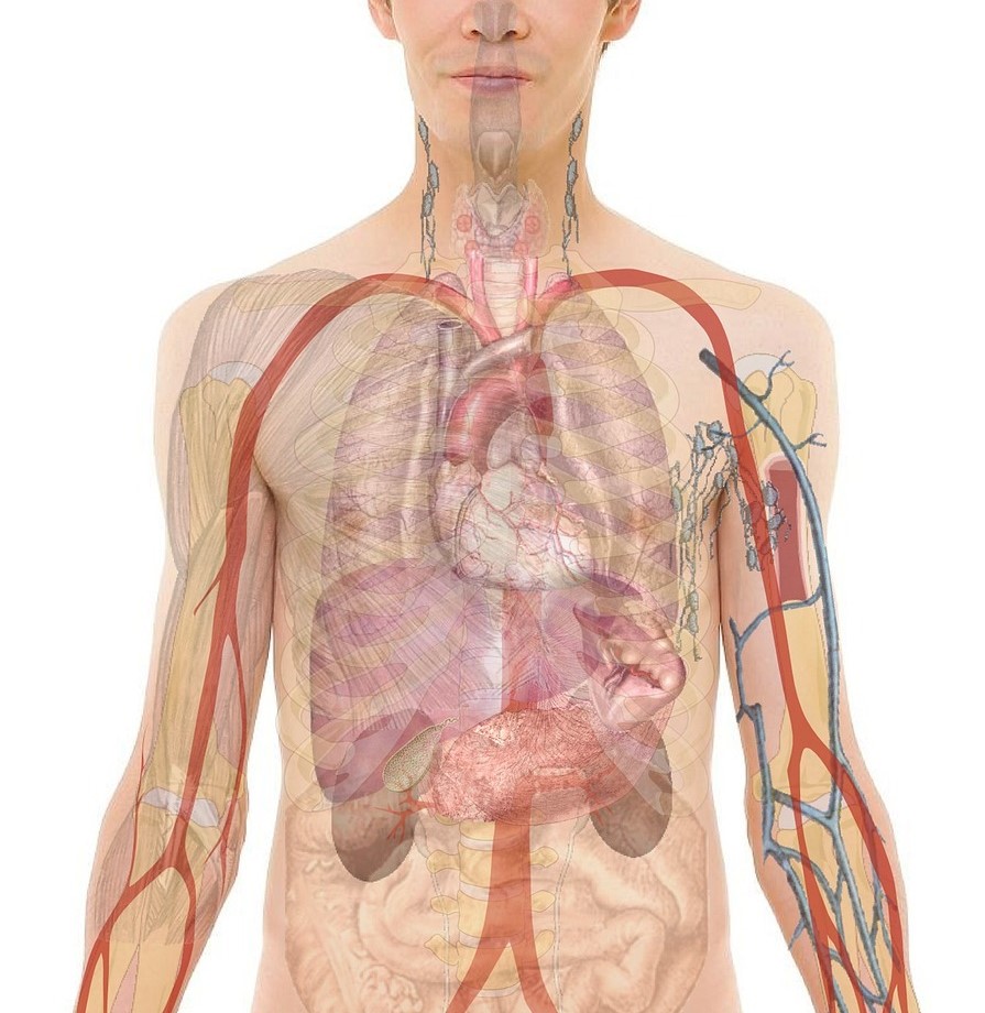 Illustration d'un corps humain laissant apparaître en transparence les oragnes et les vaisseaux sanguins.